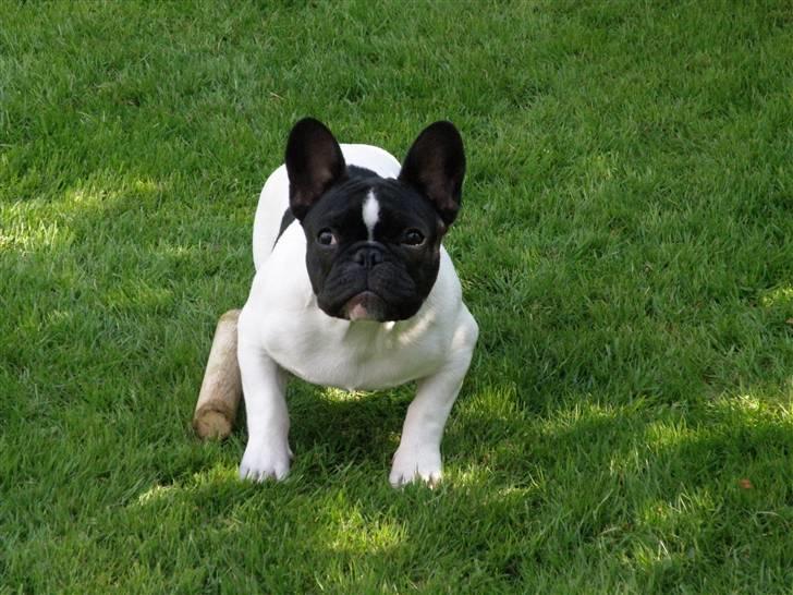 Fransk bulldog Sally billede 9