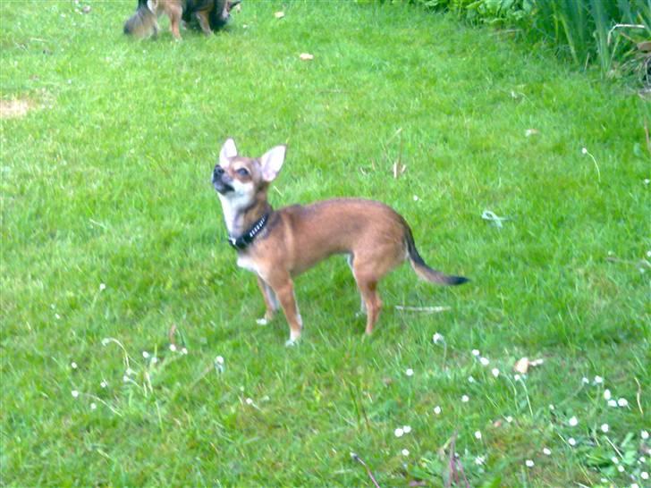 Chihuahua Emma billede 16