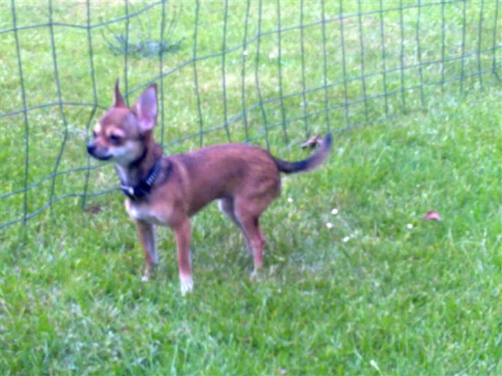 Chihuahua Emma billede 17