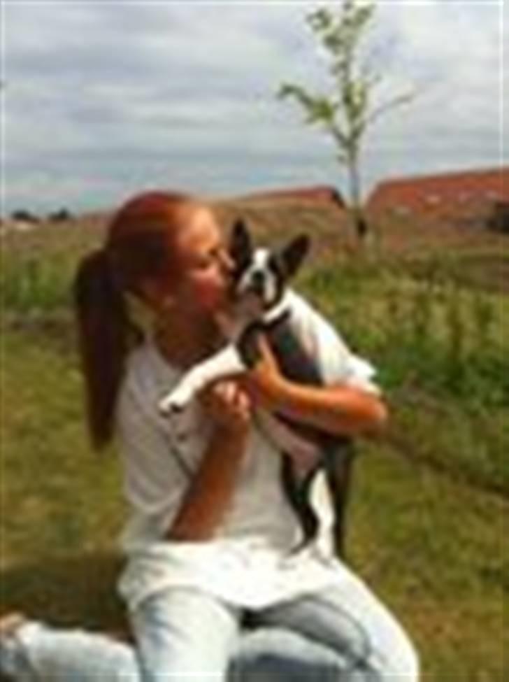 Boston terrier Unik - Velkommen til unik´s profil :) billede 1