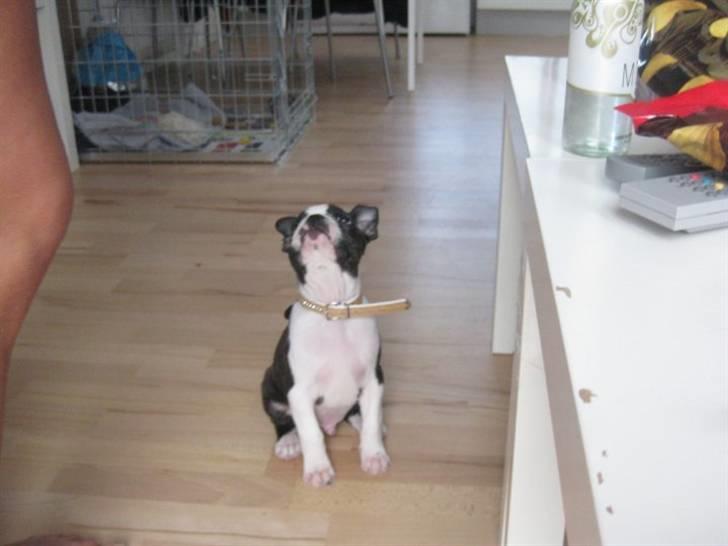 Boston terrier Unik billede 2