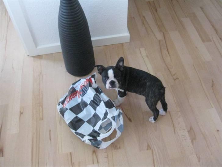 Boston terrier Unik billede 8