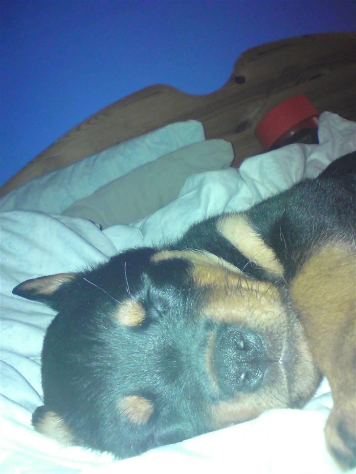 Rottweiler Cæsar billede 7