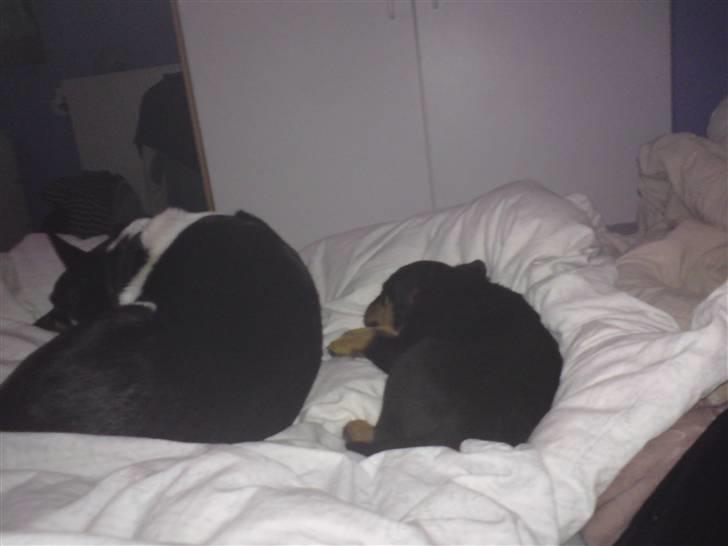 Rottweiler Cæsar billede 8