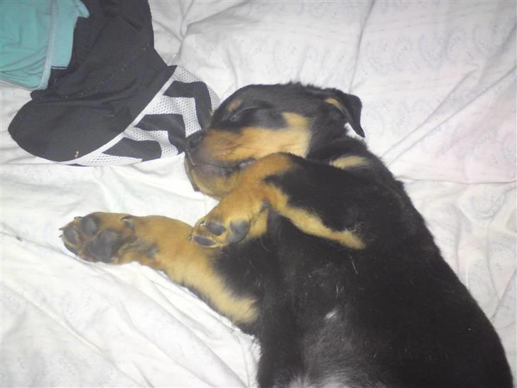 Rottweiler Cæsar billede 9