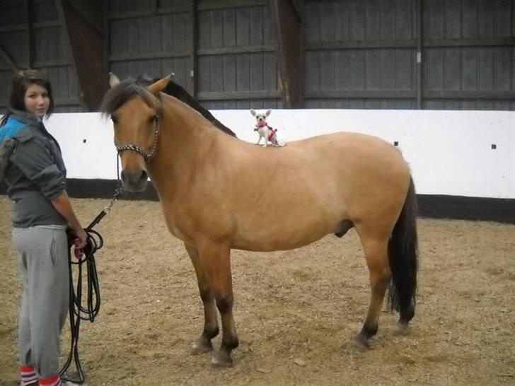 Chihuahua Jolina from paradise - Jolina på min søsters hest (: billede 6