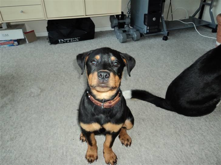 Rottweiler Cæsar - 14 uger billede 10