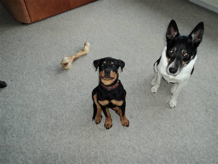 Rottweiler Cæsar - Paw og Cæsar billede 11