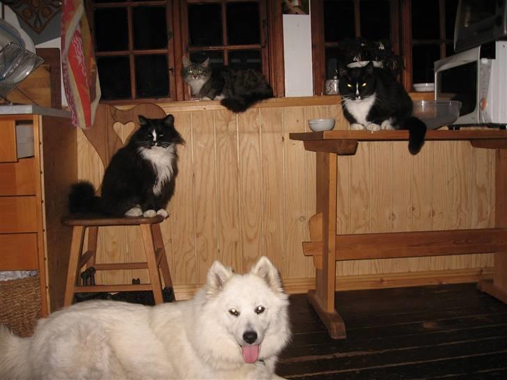 Blanding af racer Zofi - Familieportræt...dog uden "mor-Zif"..... billede 14