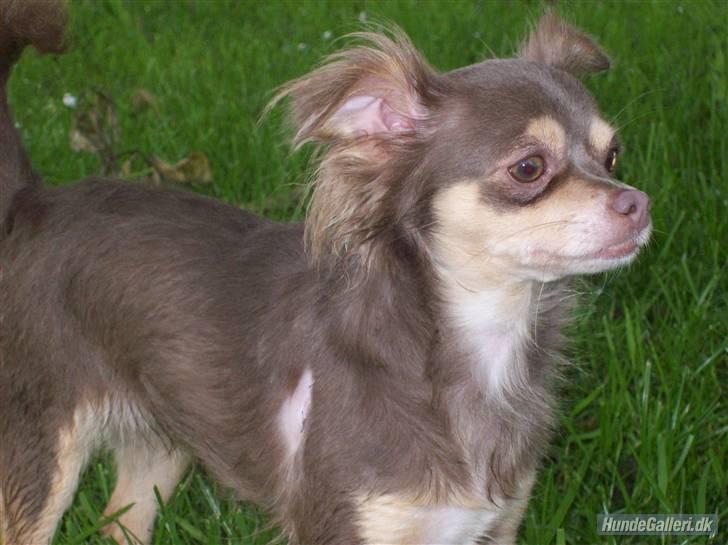 Chihuahua sns bolette nyby's Beta billede 18