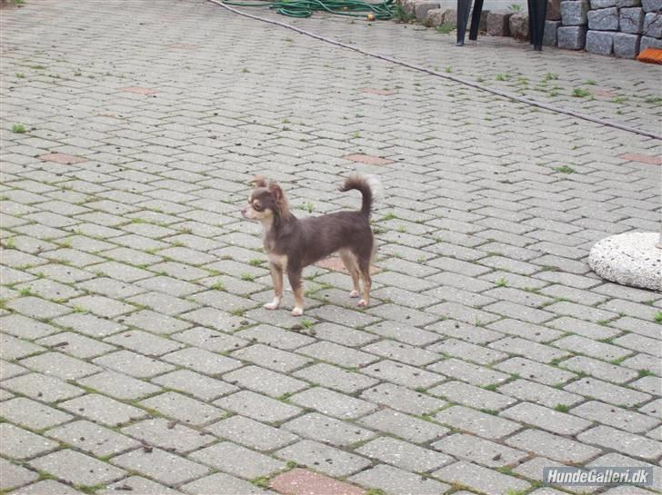 Chihuahua sns bolette nyby's Beta billede 19