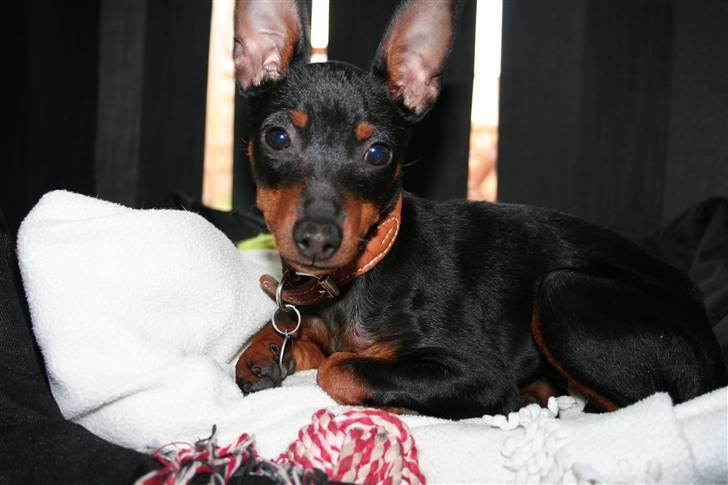 Dvaergpinscher Rødkildes Flora billede 1