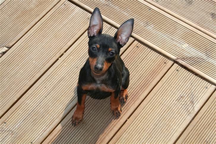 Dvaergpinscher Rødkildes Flora billede 2