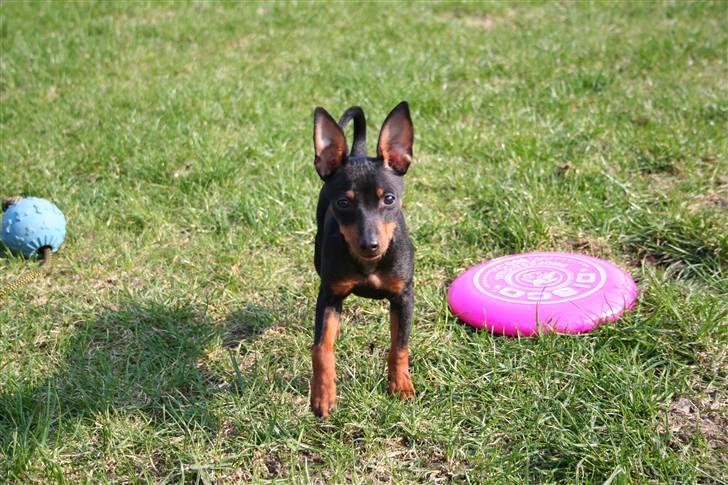 Dvaergpinscher Rødkildes Flora billede 3