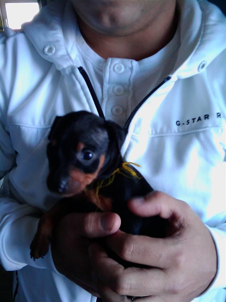 Dvaergpinscher Rødkildes Flora billede 5