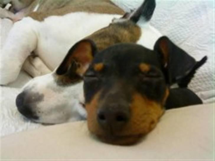 Dvaergpinscher Rødkildes Flora billede 6