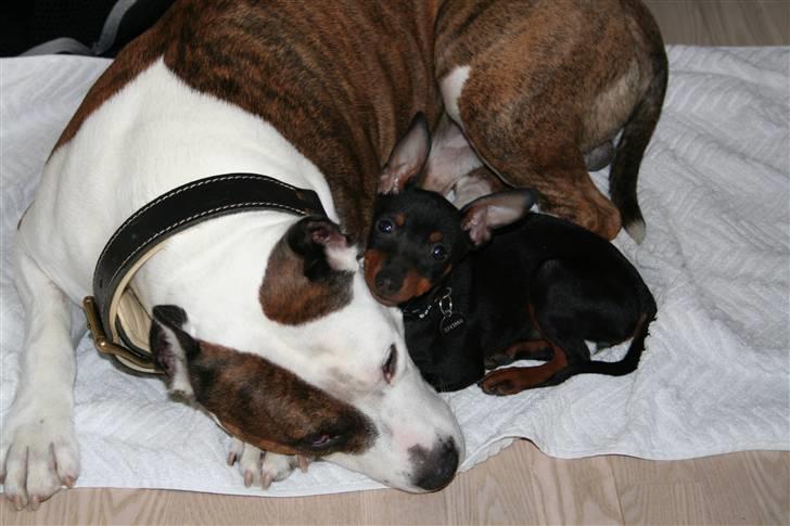 Dvaergpinscher Rødkildes Flora billede 7