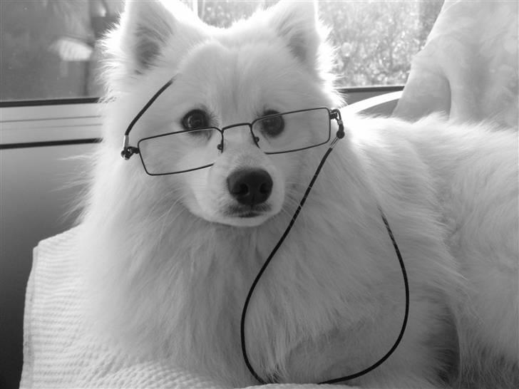 Japansk spids Aro billede 15