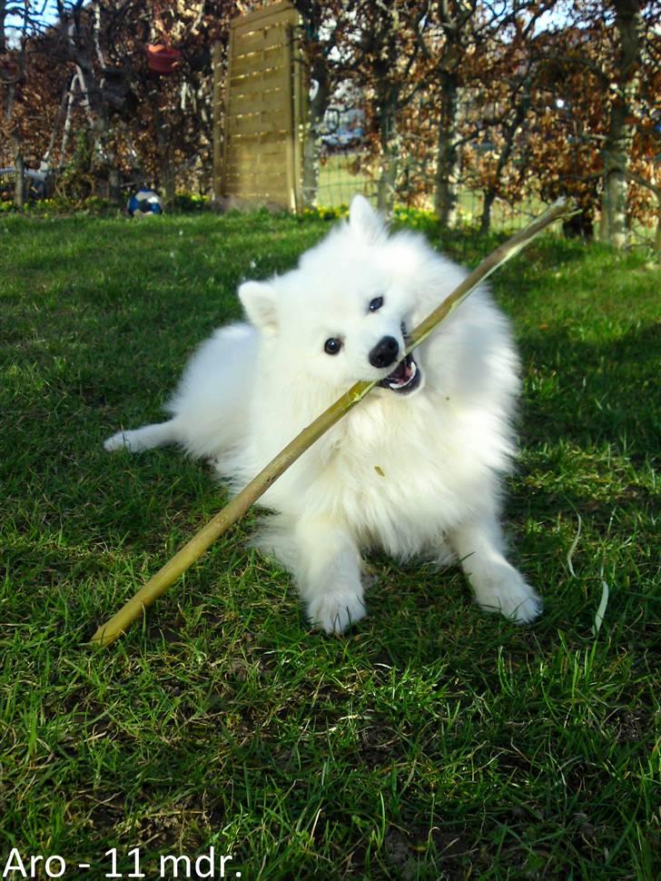 Japansk spids Aro billede 2