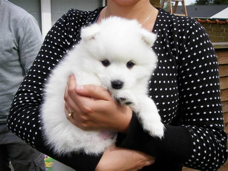 Japansk spids Aro - Før vi fik ham :) billede 3