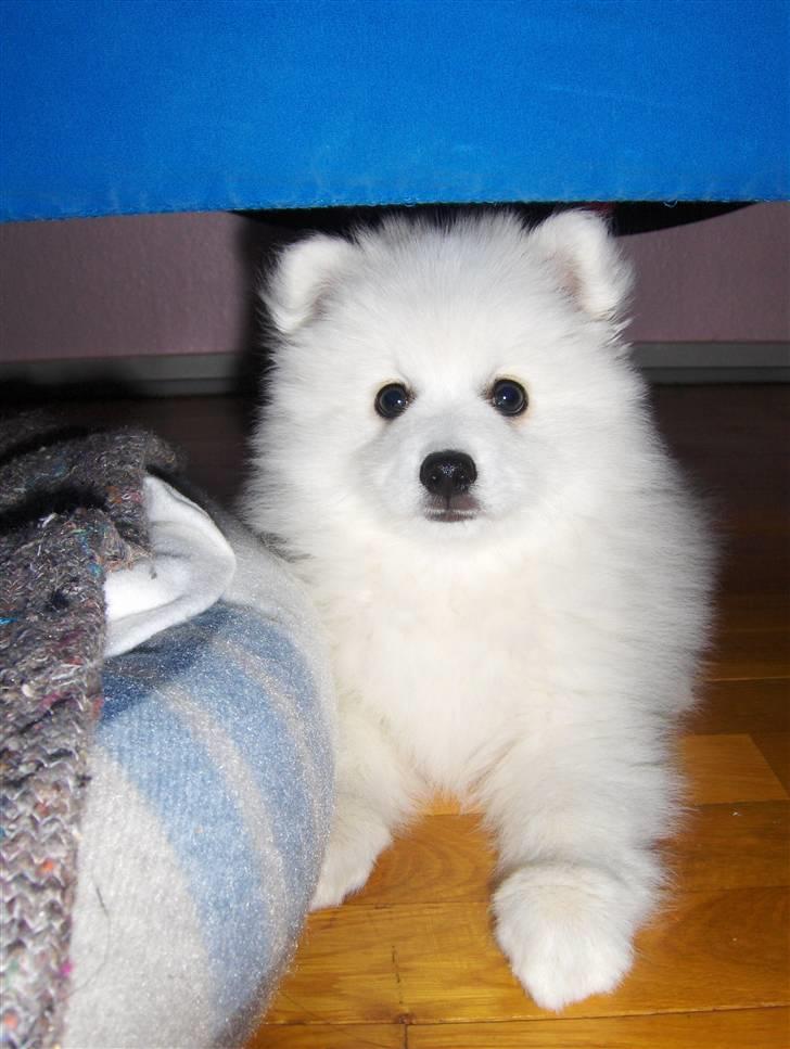 Japansk spids Aro - Første dag hos os :D billede 4