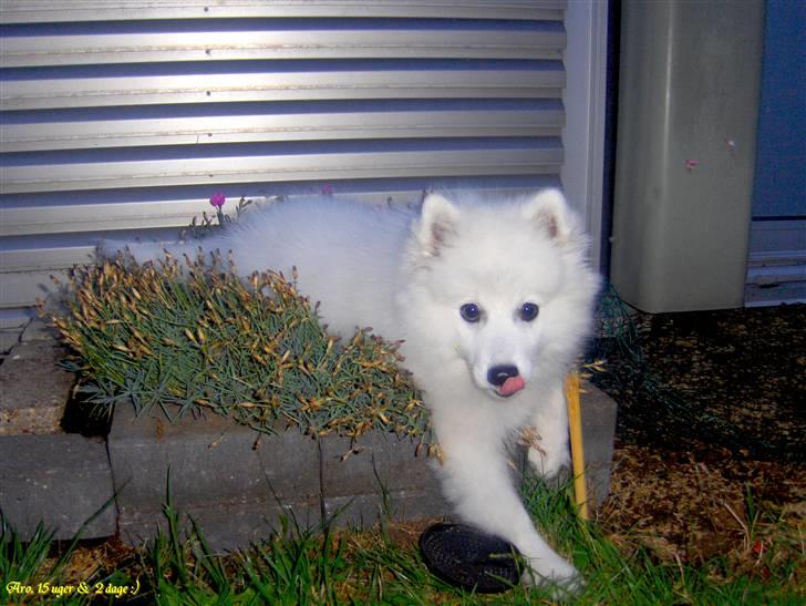 Japansk spids Aro - Sagde i at jeg IKKE måtte lægge mig på blomsterne ? :S billede 5