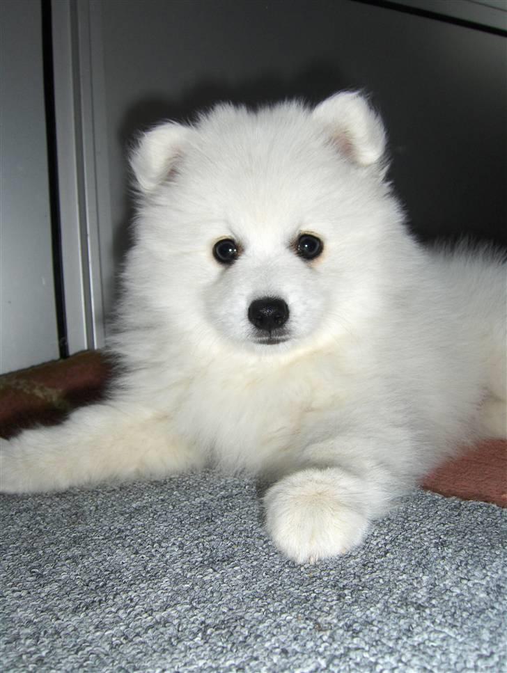 Japansk spids Aro - Han er virkelig fotogen billede 7