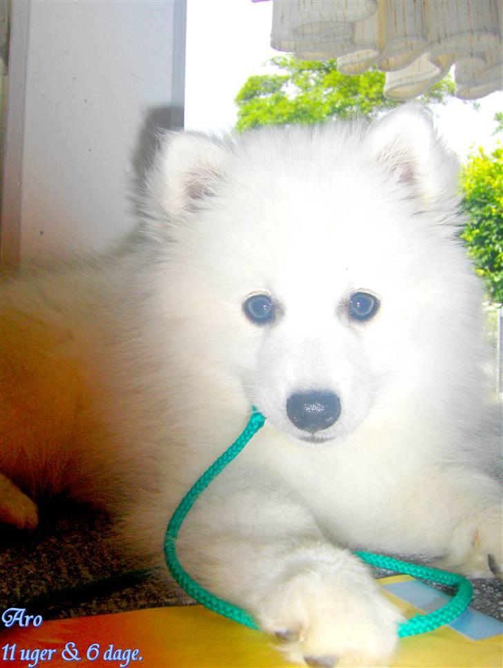 Japansk spids Aro billede 8