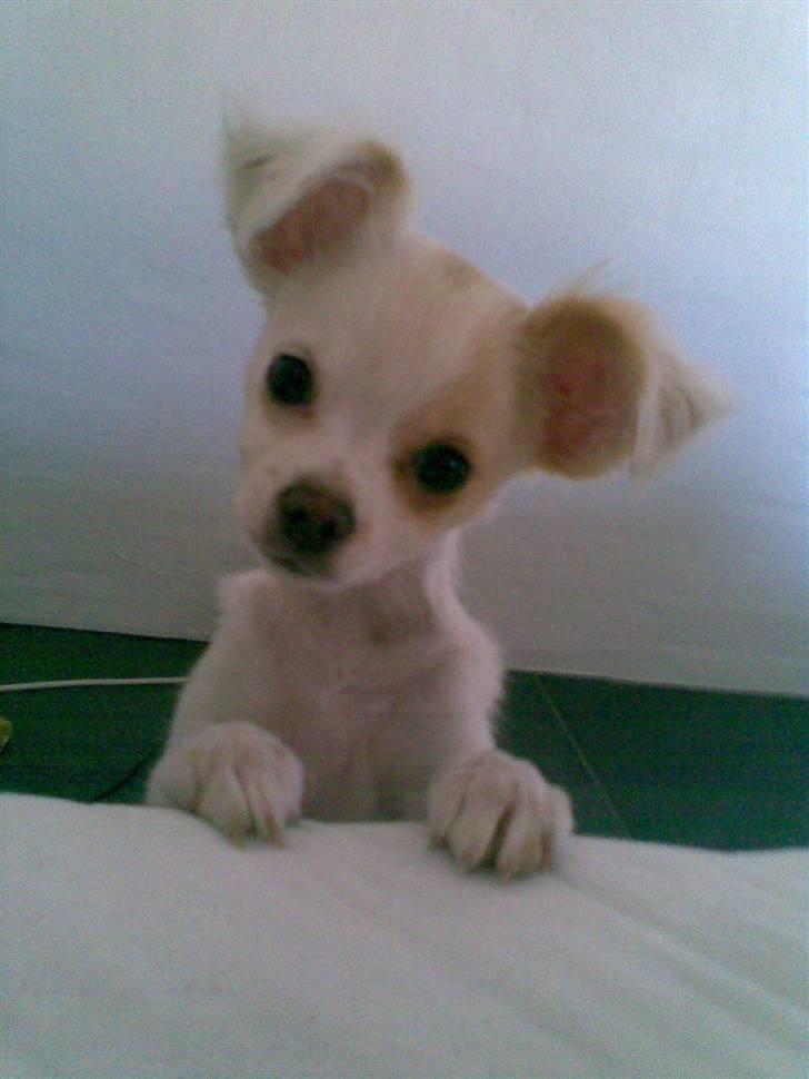 Chihuahua Snowy billede 1