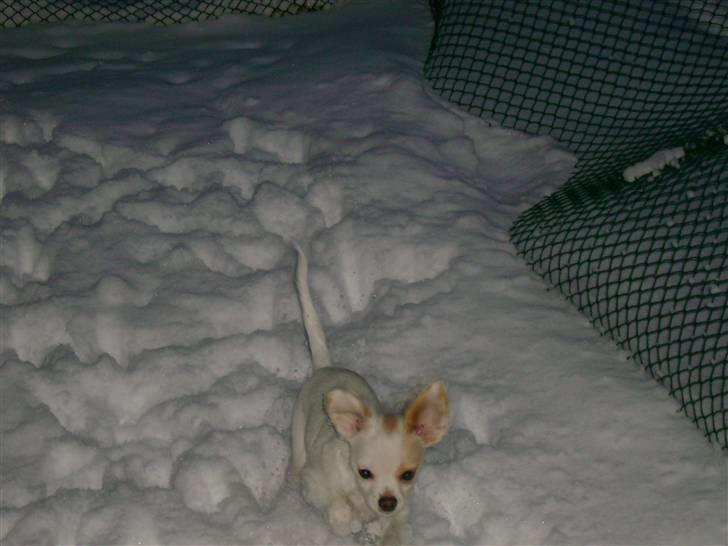 Chihuahua Snowy billede 2