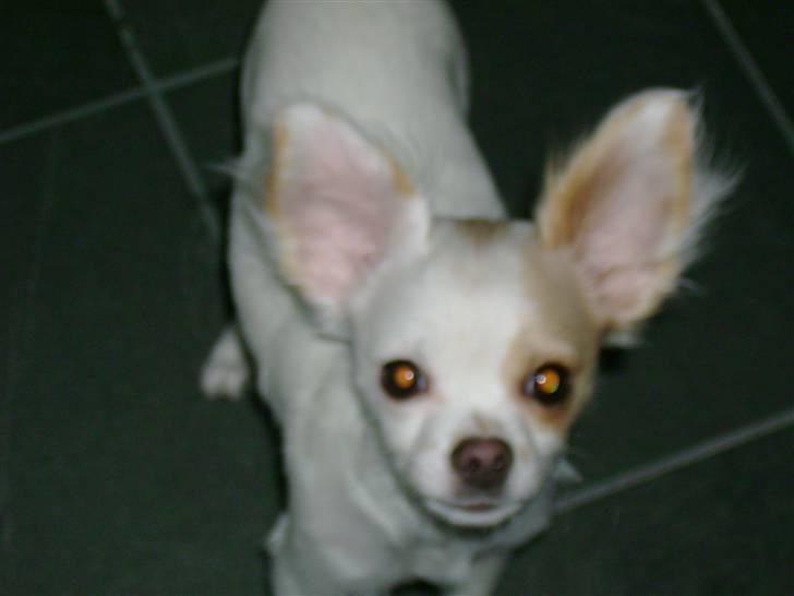 Chihuahua Snowy billede 3