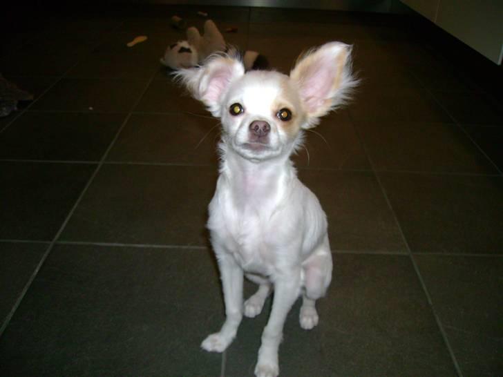 Chihuahua Snowy billede 4