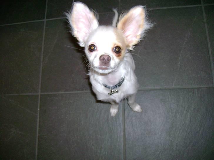 Chihuahua Snowy billede 5