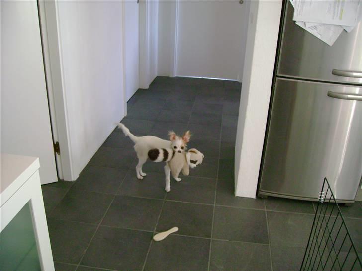 Chihuahua Snowy billede 6