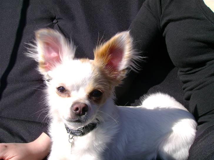 Chihuahua Snowy billede 7