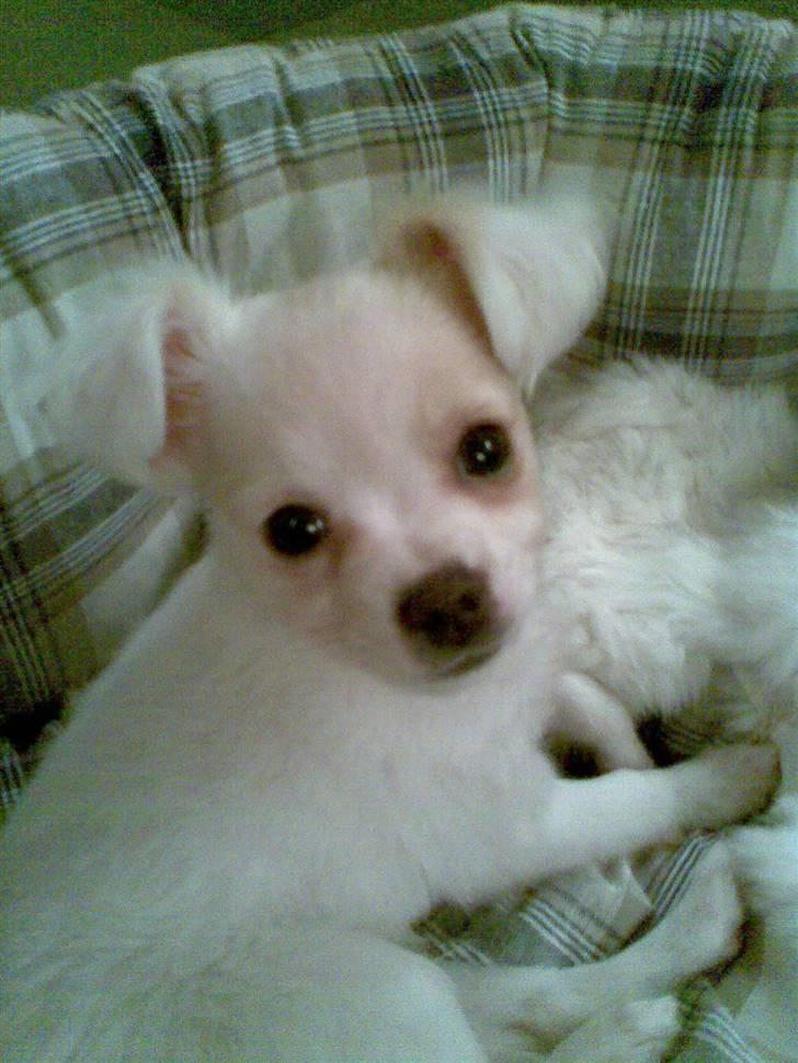 Chihuahua Snowy billede 8