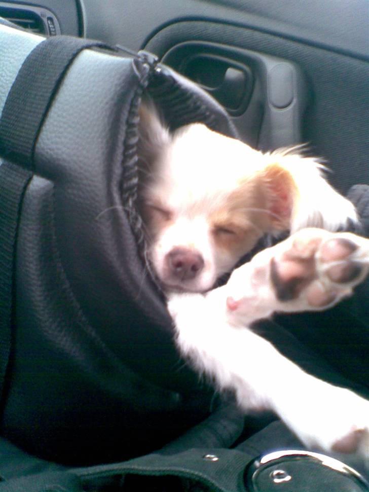 Chihuahua Snowy billede 9