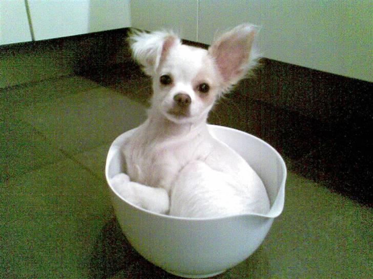 Chihuahua Snowy billede 10