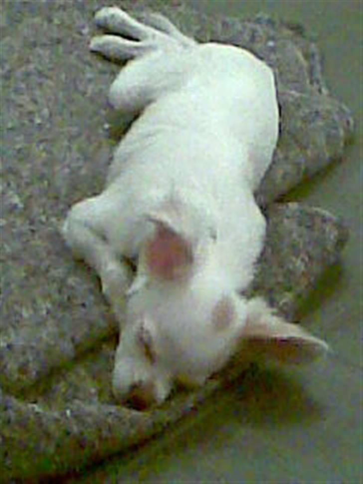 Chihuahua Snowy billede 11