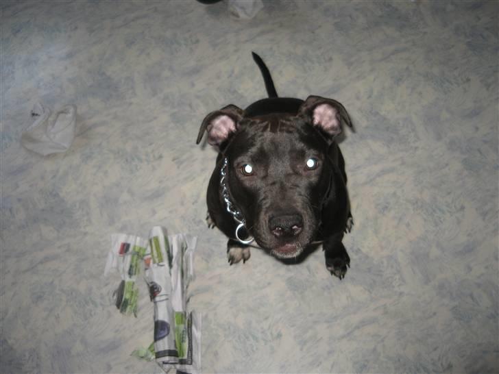 Amerikansk staffordshire terrier Fear Of The Dark  billede 13