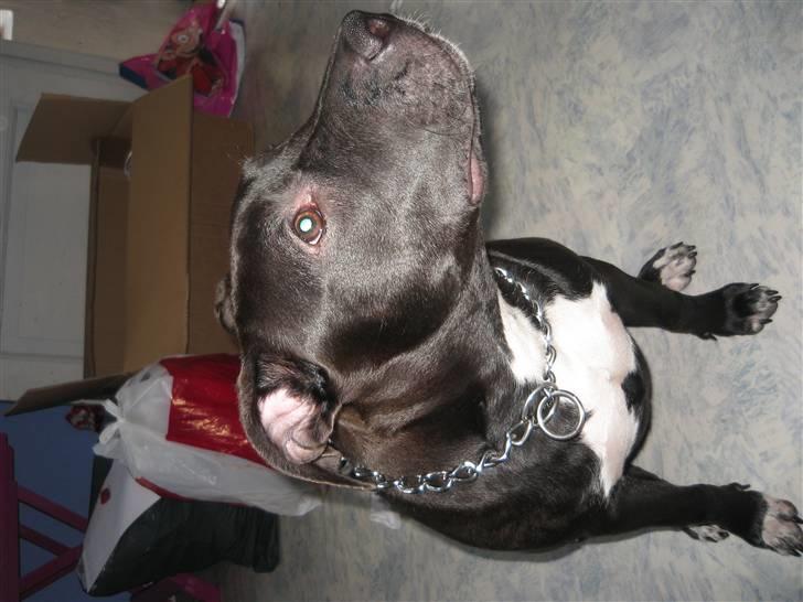 Amerikansk staffordshire terrier Fear Of The Dark  billede 14