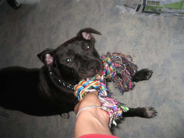 Amerikansk staffordshire terrier Fear Of The Dark  billede 15