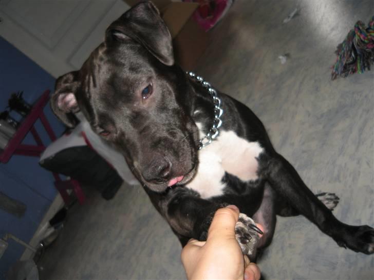 Amerikansk staffordshire terrier Fear Of The Dark  billede 16