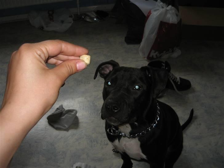 Amerikansk staffordshire terrier Fear Of The Dark  billede 17