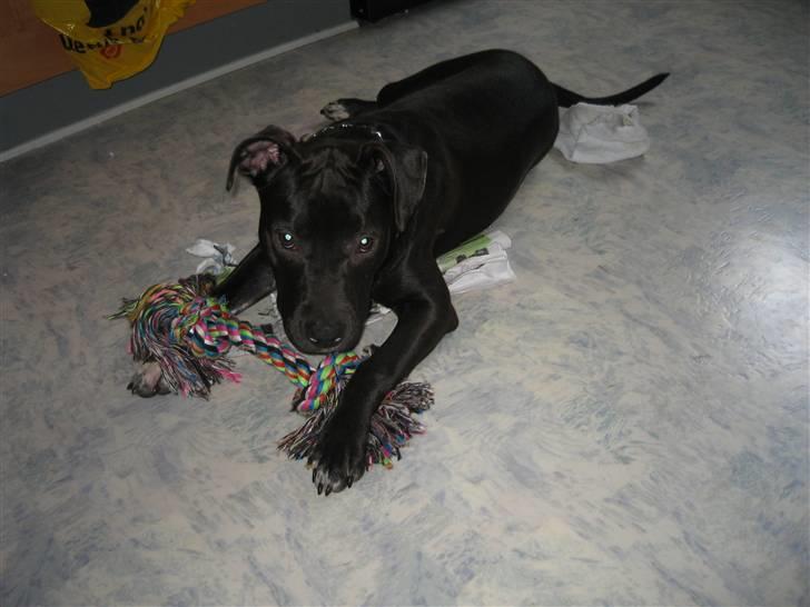 Amerikansk staffordshire terrier Fear Of The Dark  billede 18