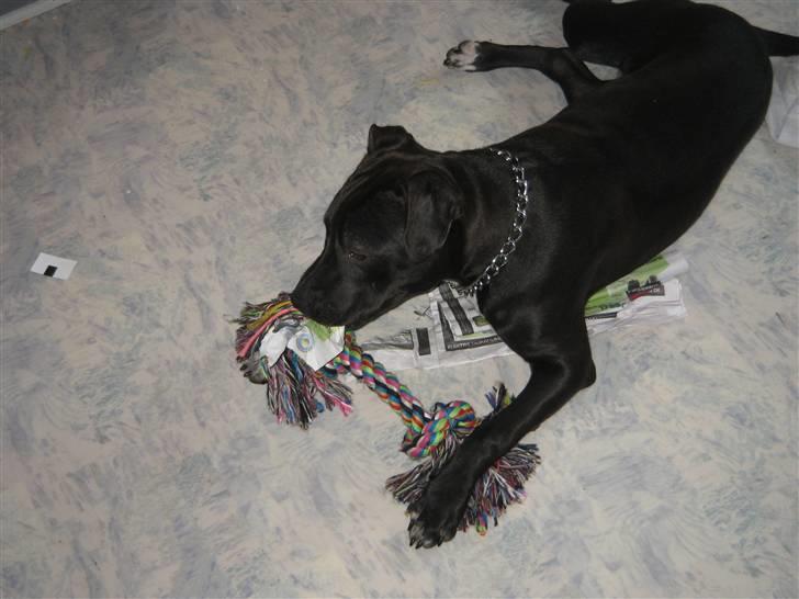 Amerikansk staffordshire terrier Fear Of The Dark  billede 19