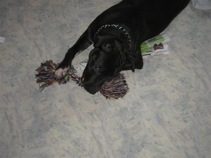 Amerikansk staffordshire terrier Fear Of The Dark  billede 20