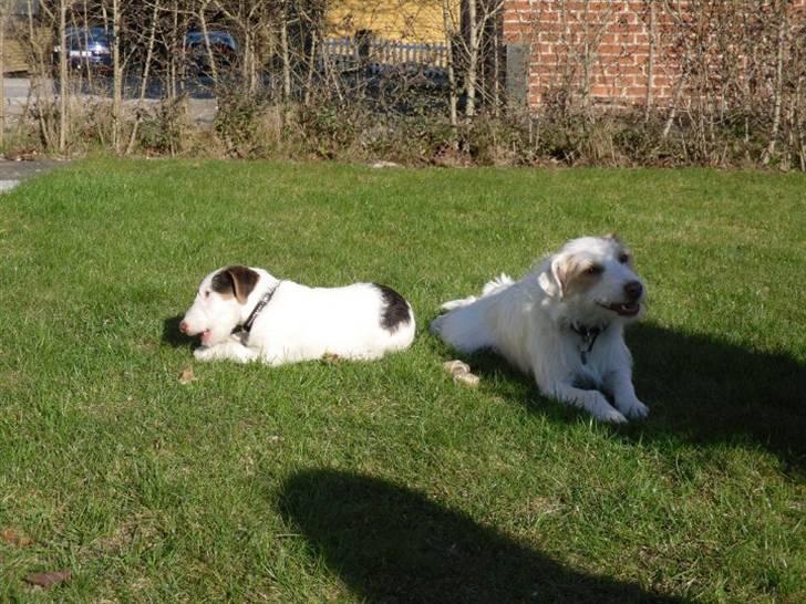 Jack russell terrier Coco billede 19