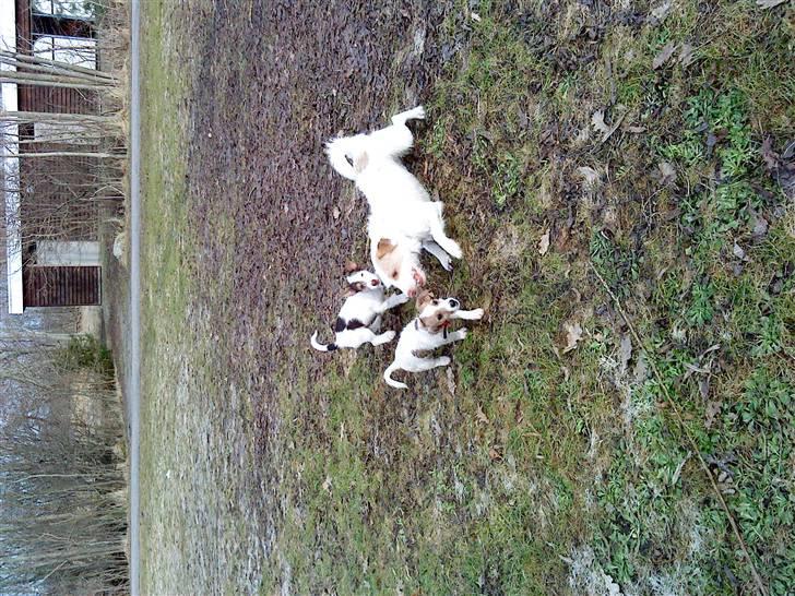 Jack russell terrier Coco billede 20