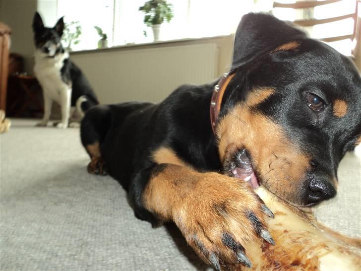 Rottweiler Cæsar billede 12